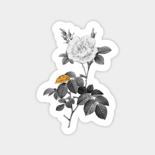 Black and Gold Leaf - Blooming White Rose - Vintage Botanical Sticker by Holy Rock Design